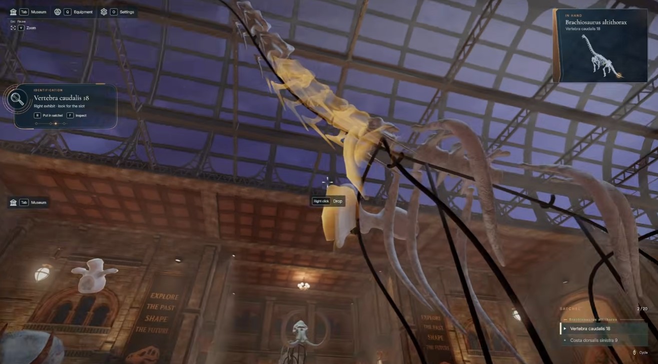 Brachiosaurus altithorax — centre-column skeleton complete