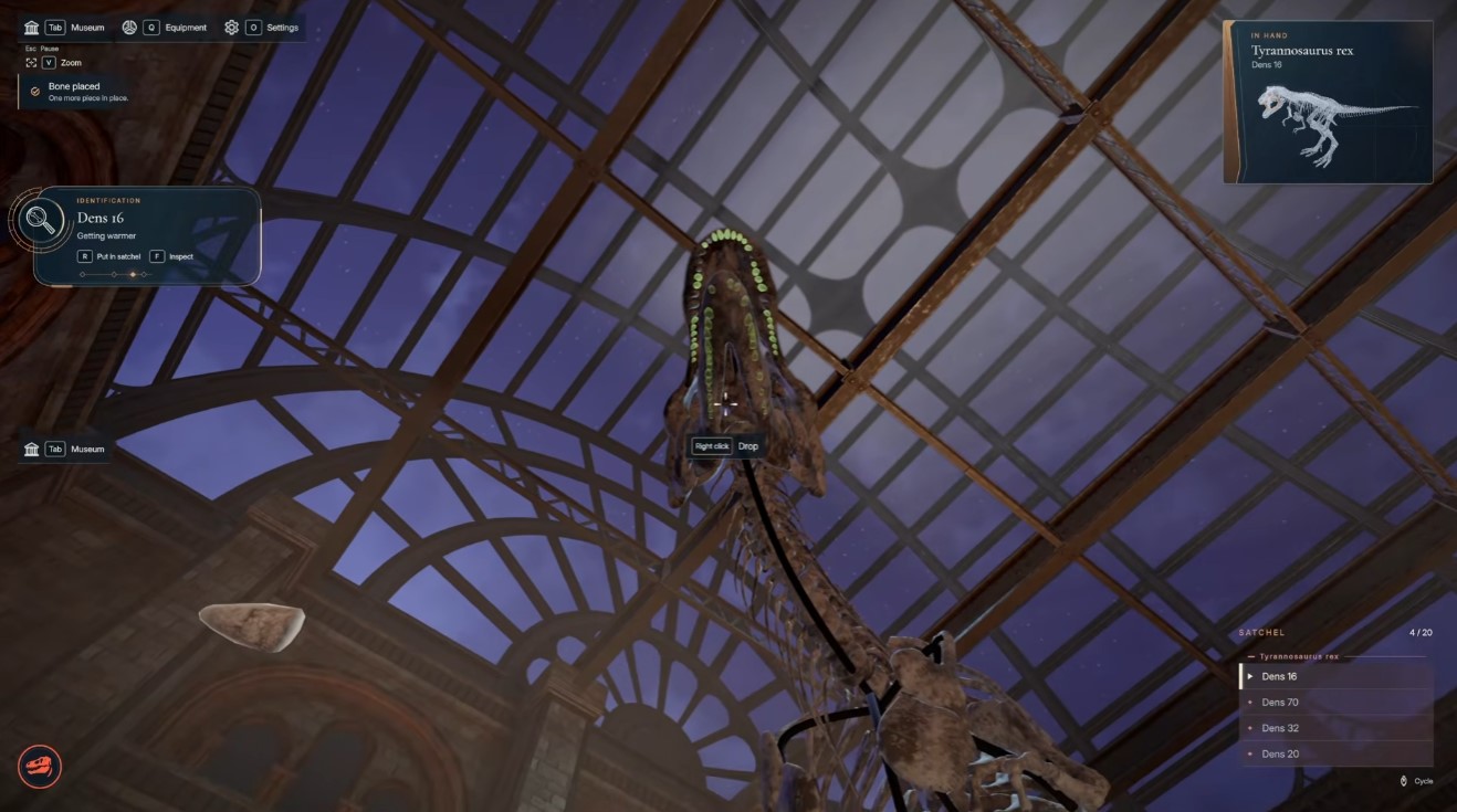 Tyrannosaurus rex — largest skeleton, teeth-heavy skull